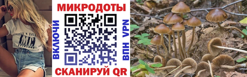 Купить где  Новосибирск  Псилоцибиновые грибы GOLDEN TEACHER